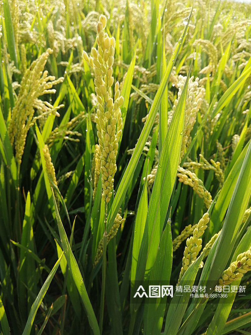 绿色清新的稻田稻苗素材