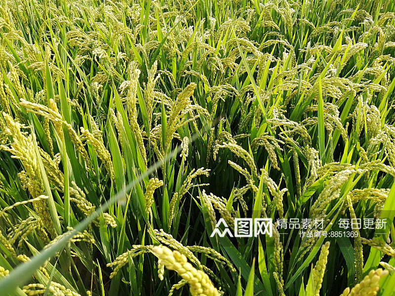 绿色清新的稻田稻苗素材