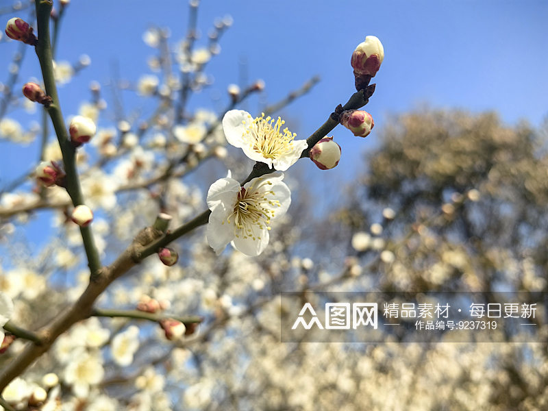 春天盛开的花卉梅花素材