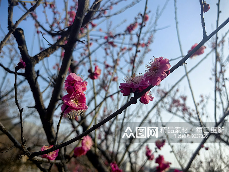 春天盛开的花卉梅花素材