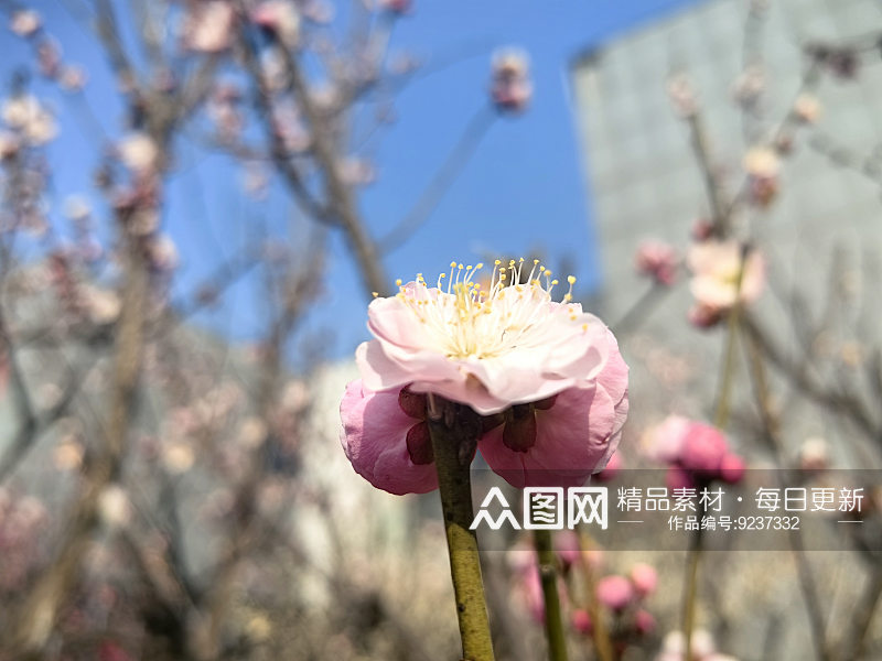 春天里盛开的花卉梅花素材