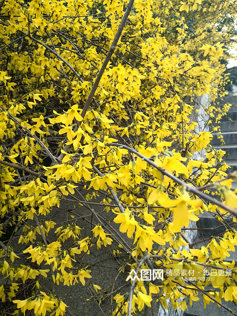 春天里盛开的黄色花卉迎春花素材