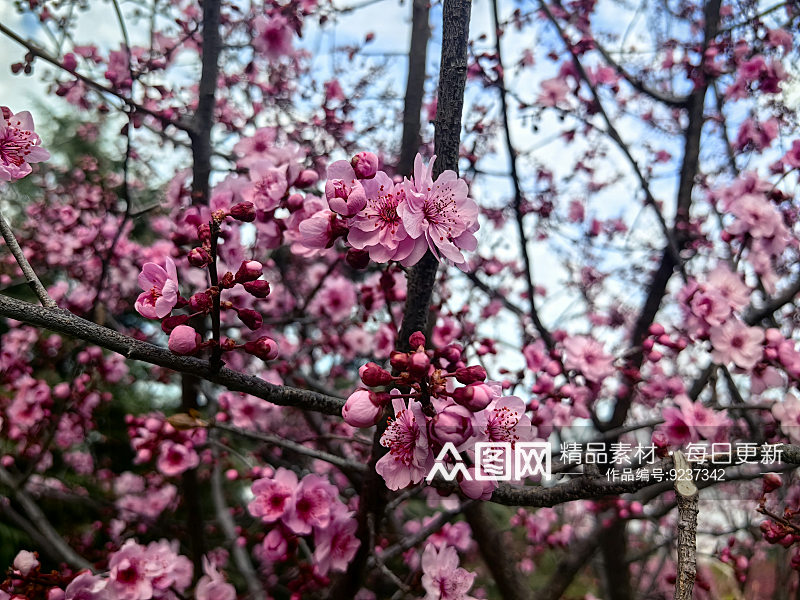 春天里盛开的粉红色花卉素材