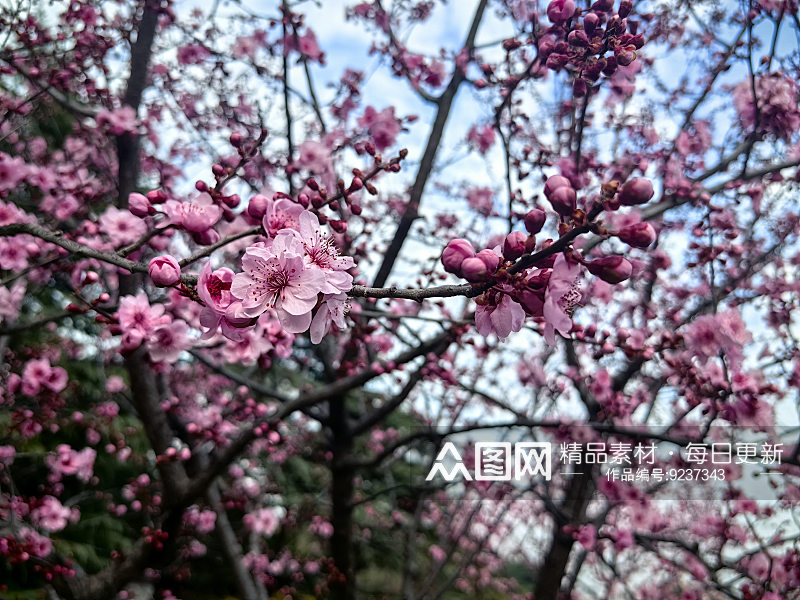 春天里盛开的粉红色花卉素材