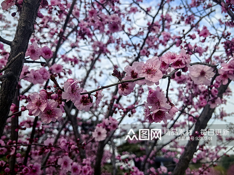 春天里盛开的粉红色花卉素材