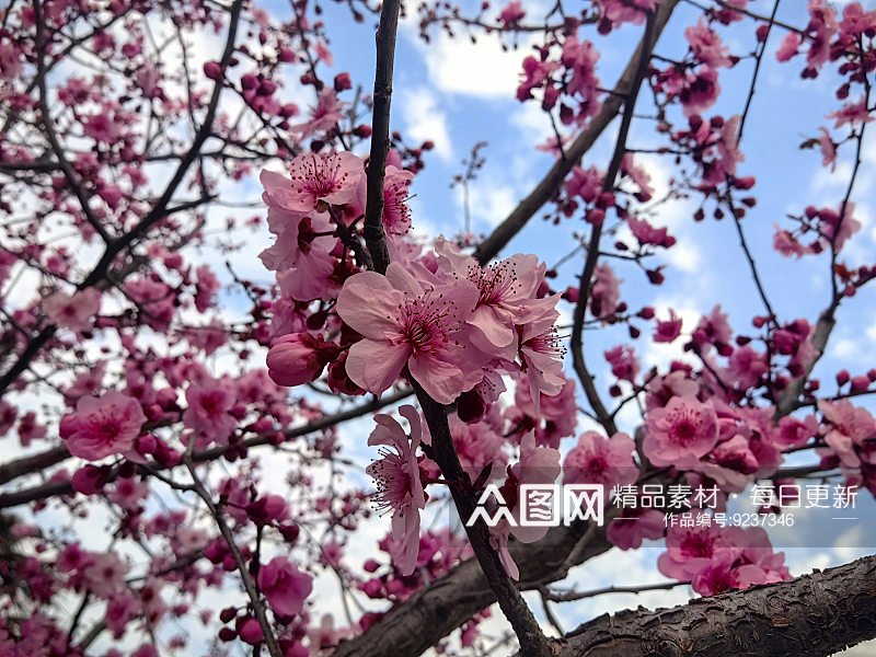 春天里盛开的粉红色花卉素材