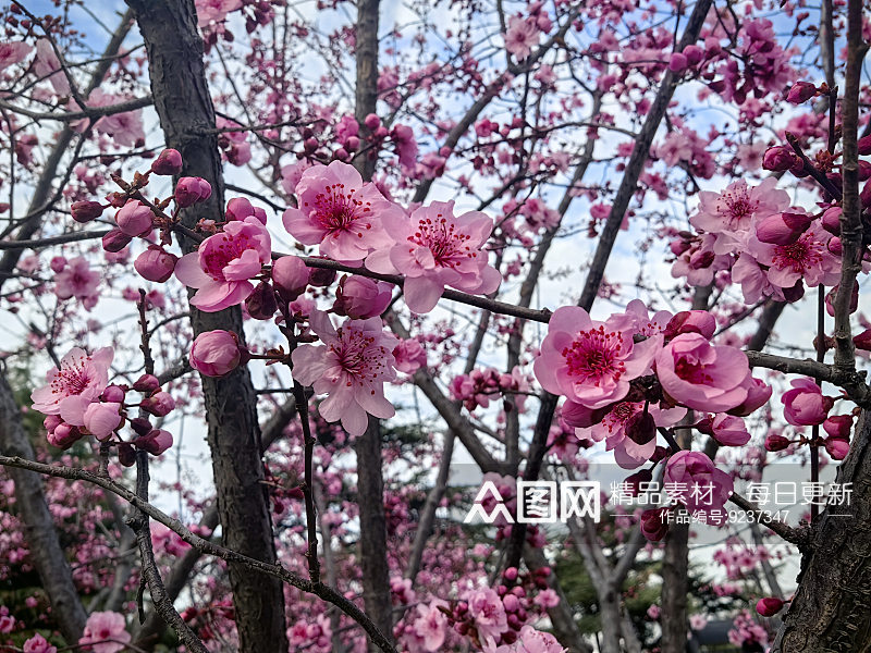 春天里盛开的粉红色花卉素材