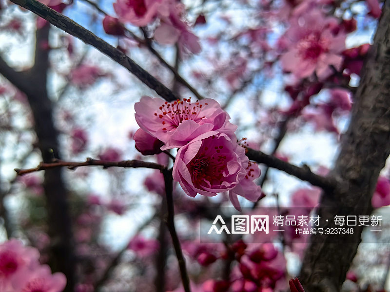 春天盛开的粉红色花卉素材