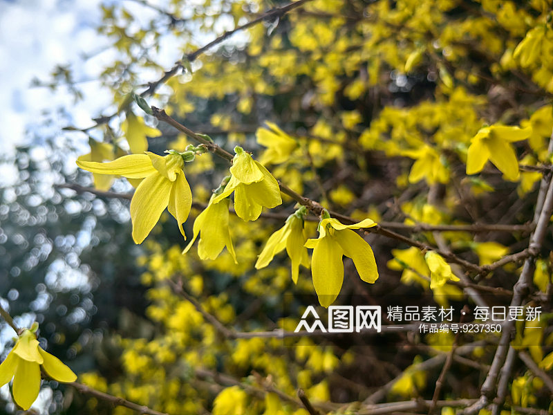 春天里盛开的黄色花卉迎春花素材