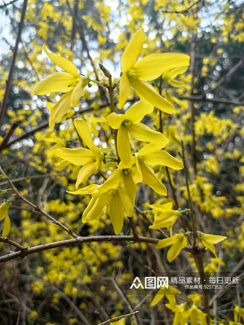 春天里盛开的黄色花卉迎春花素材