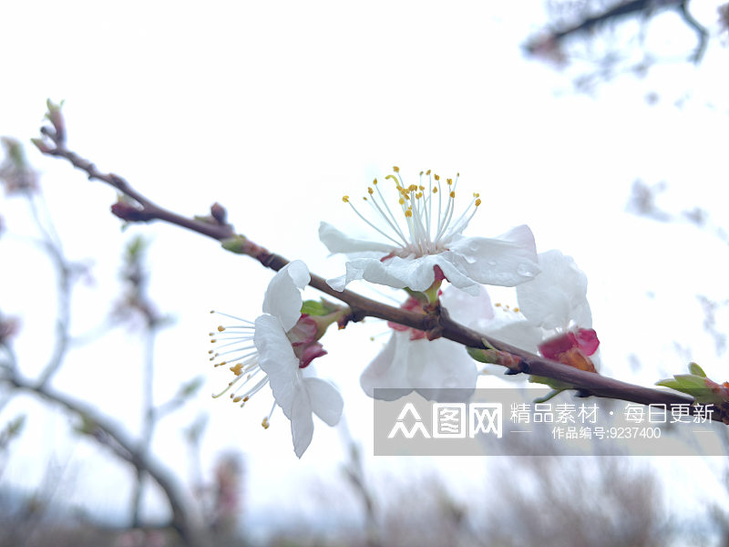 春天里盛开的白色花卉杏花素材