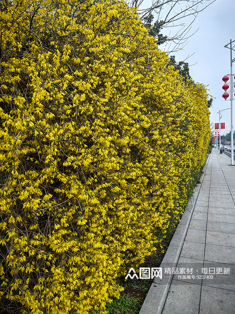 春天里盛开的黄色花卉迎春花素材
