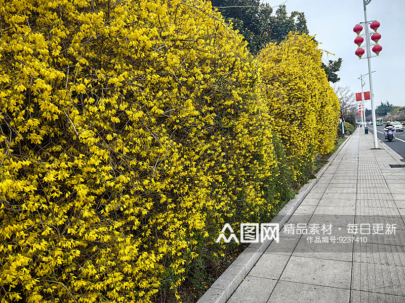 春天里盛开的黄色花卉迎春花素材