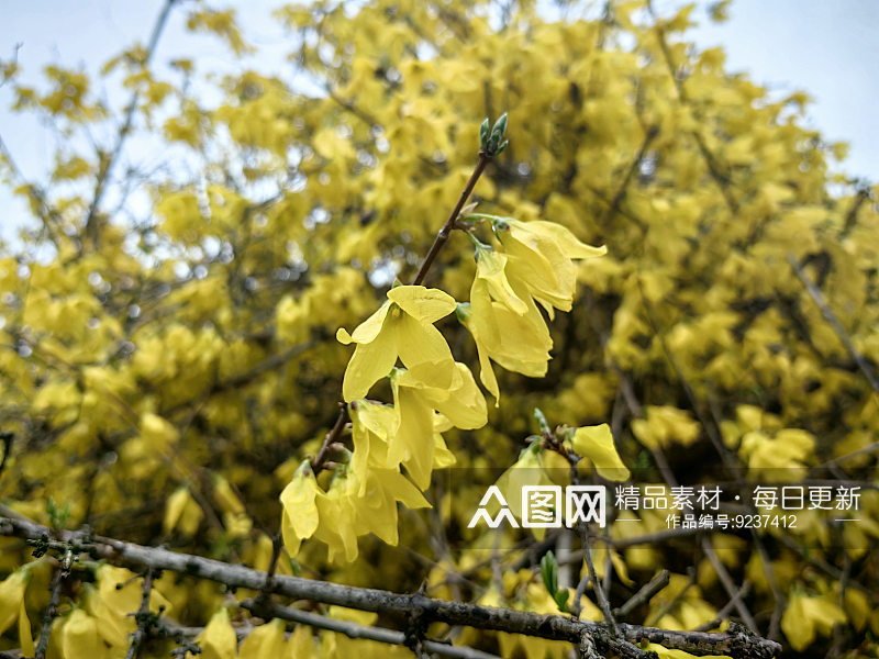 春天里盛开的黄色花卉迎春花素材