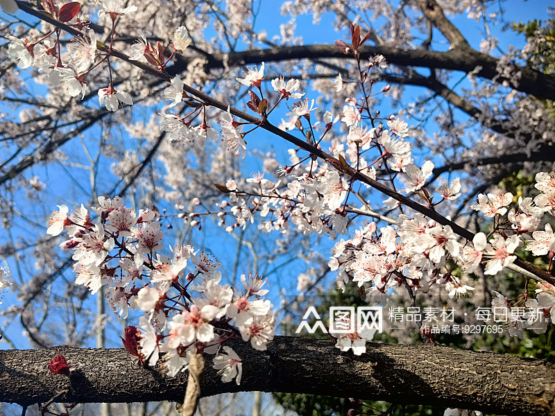 春天里盛开的白色花卉紫叶李素材