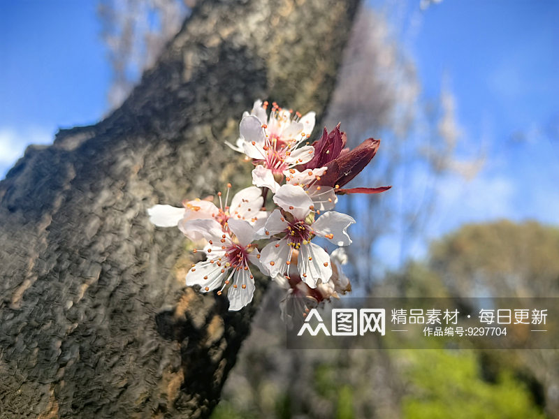 春天里盛开的白色花卉紫叶李素材