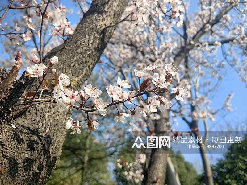 春天里盛开的白色花卉紫叶李素材