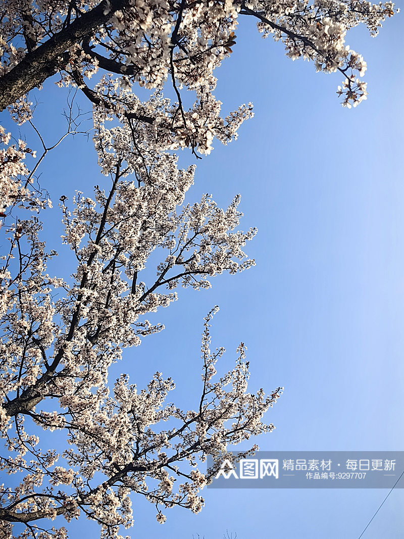 春天里盛开的白色花卉紫叶李素材