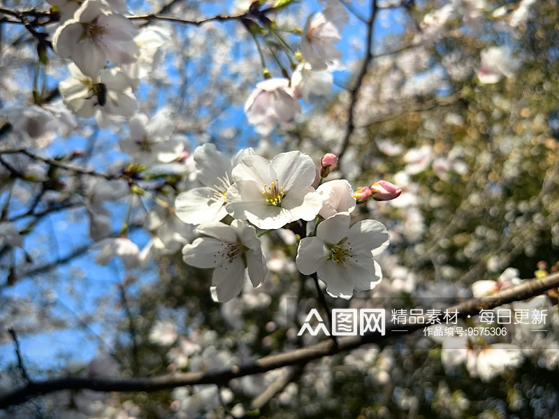 春天里盛开的花卉樱花素材