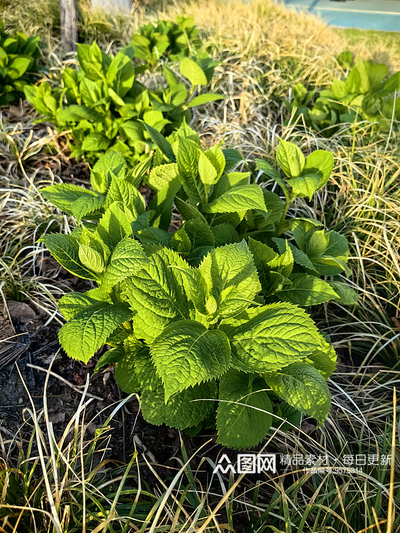 春天里的花卉绣球花苗素材