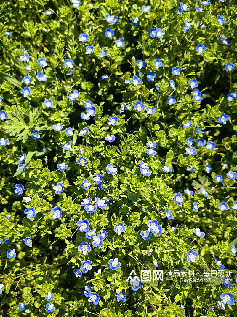 春天里盛开的蓝色野花阿拉伯婆婆纳素材