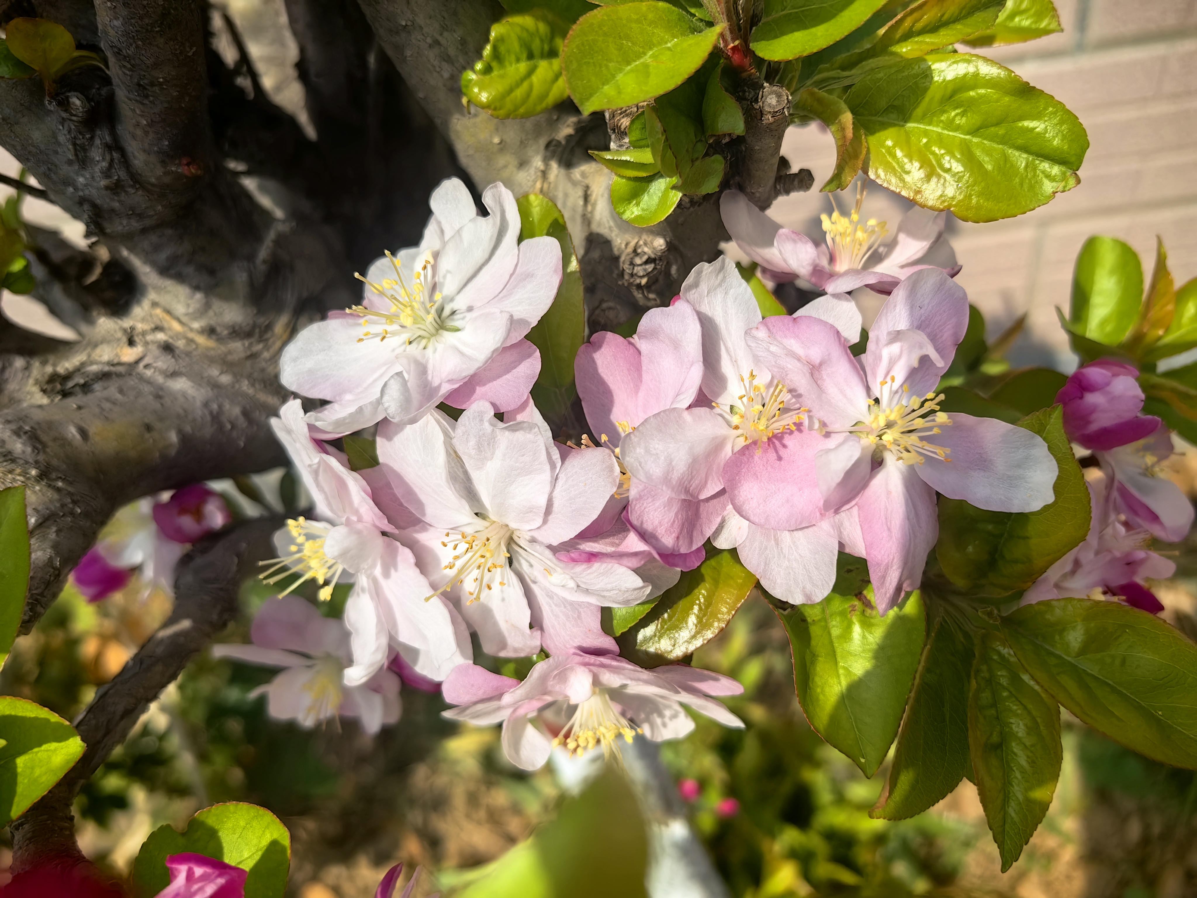 春天里盛开的花卉垂丝海棠素材