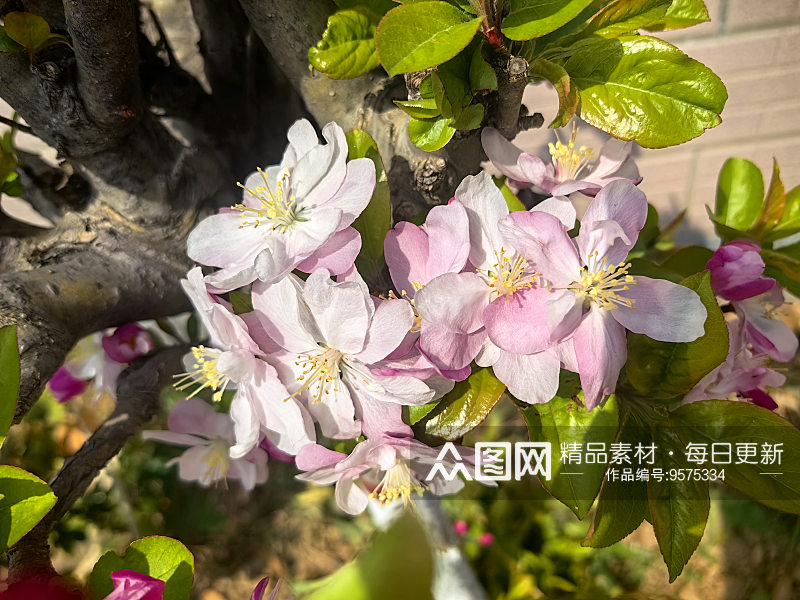 春天里盛开的花卉垂丝海棠素材