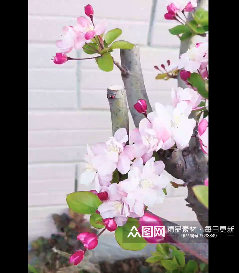 春天里盛开的垂丝海棠花素材
