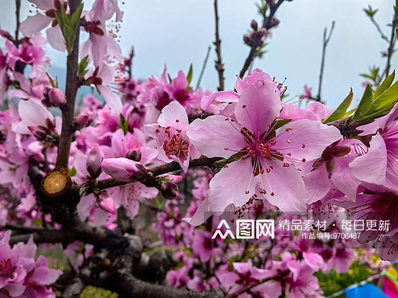 春天里盛开的桃花素材