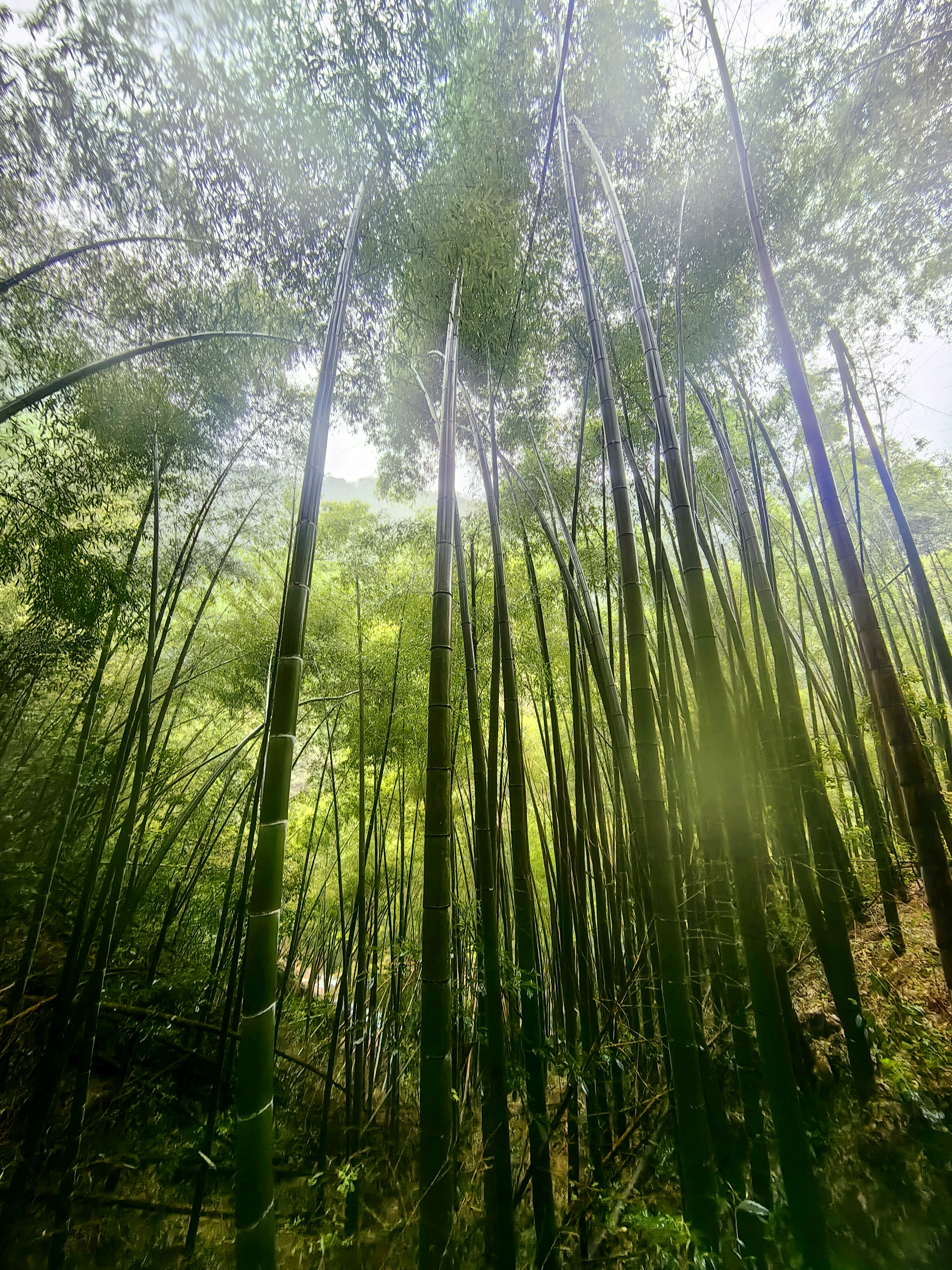 黄山翡翠谷竹林摄影图素材