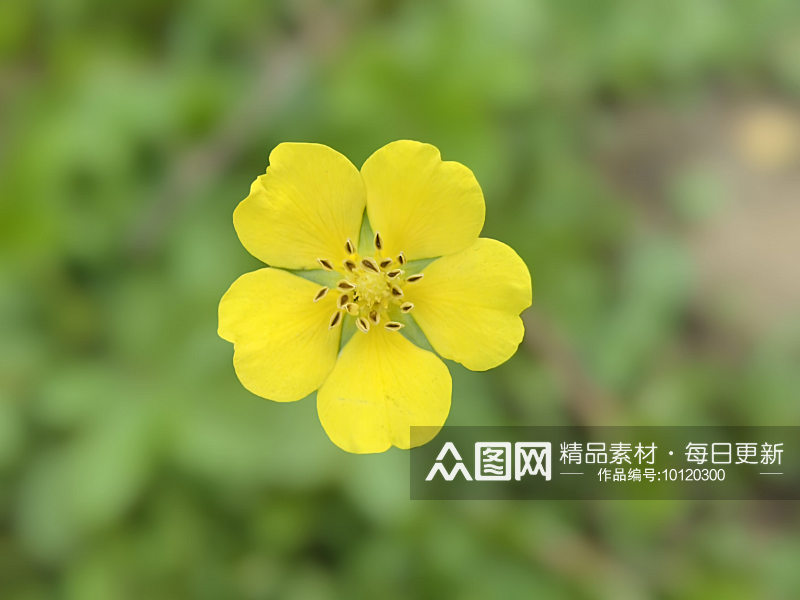 春天里盛开的黄色小花素材