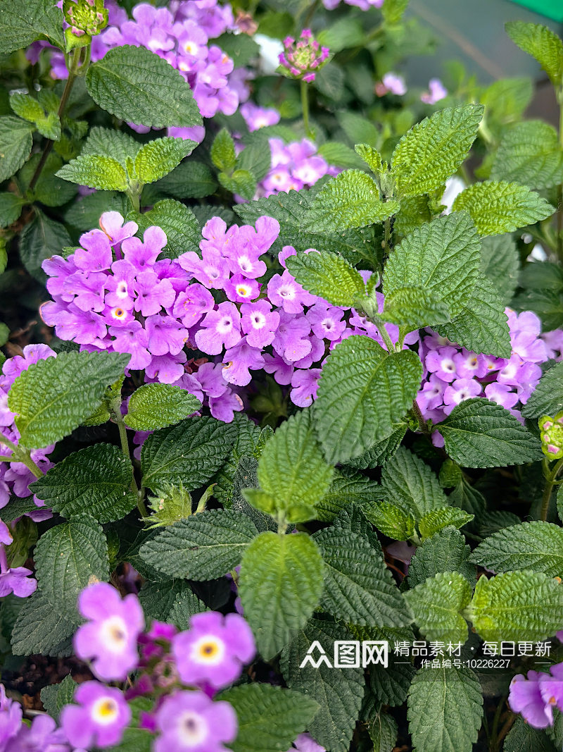 盛开的紫色花卉小花素材