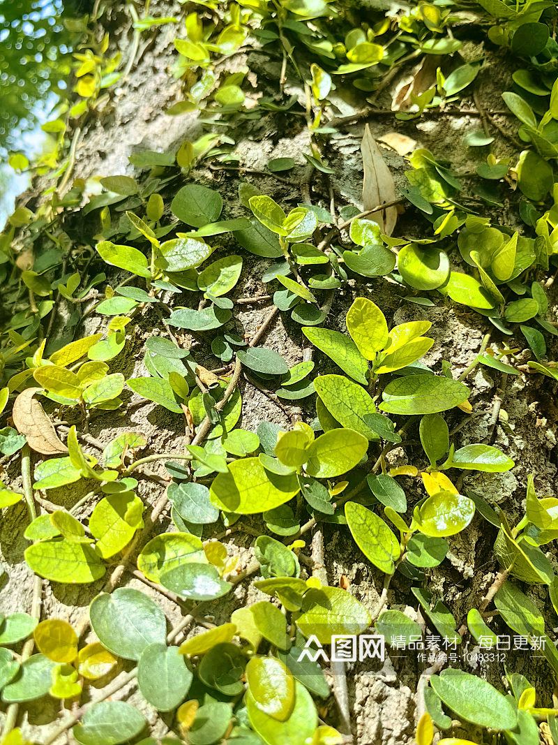 春天里绿意盎然的藤蔓植物素材