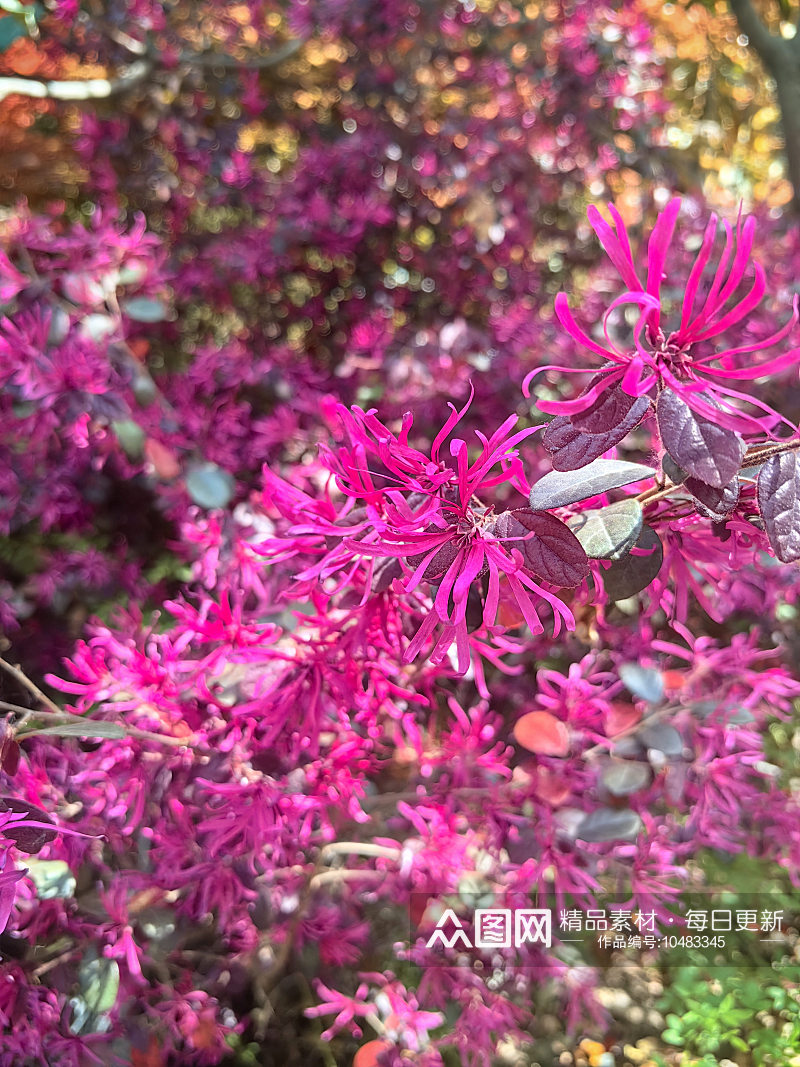 公园绿化植物红花檵木素材