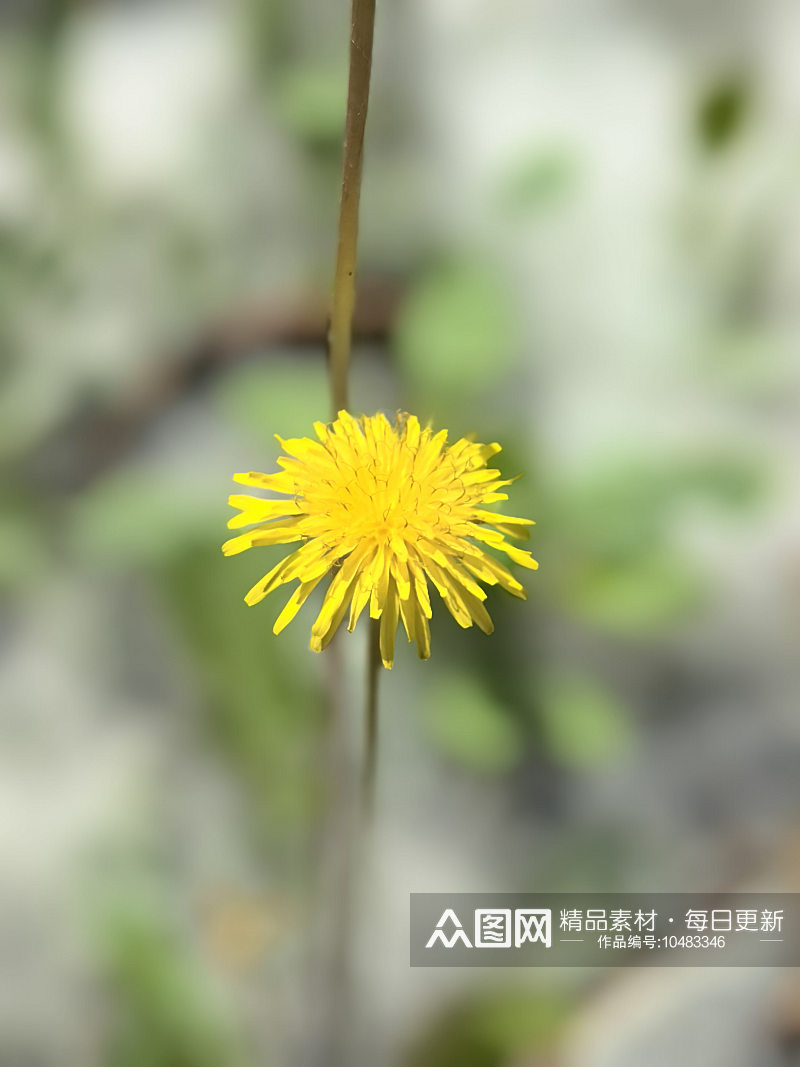 春天里盛开的黄色野花蒲公英素材