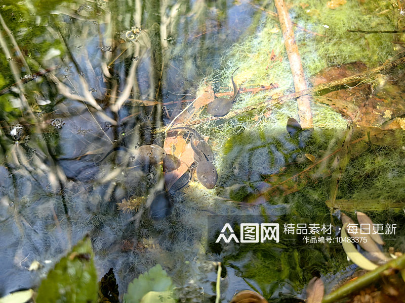 春天池塘里的小蝌蚪素材