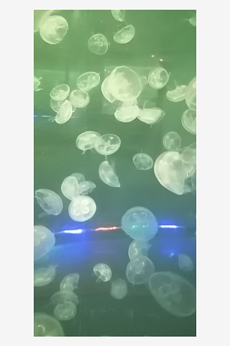海底生物水母摄影图