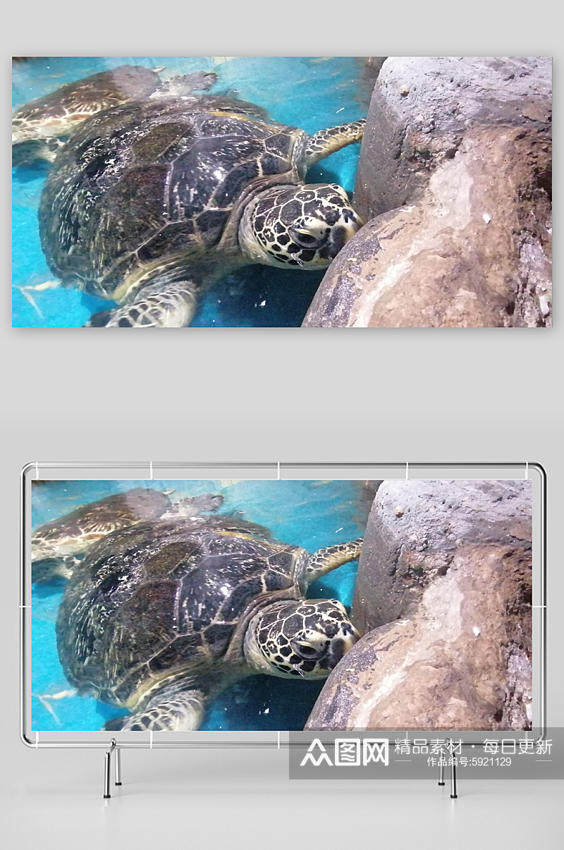 海底生物海龟摄影图素材