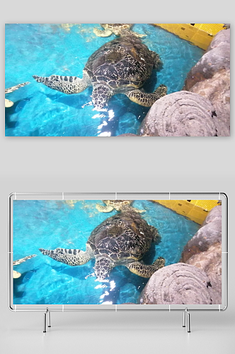 海底动物海龟摄影图