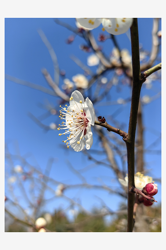 寒冬里盛开的白色梅花摄影图