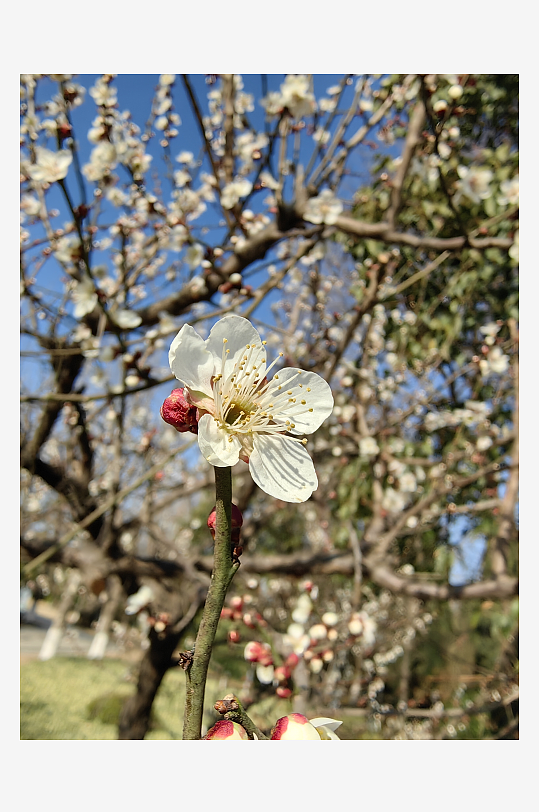 寒冬里盛开的白色梅花摄影图