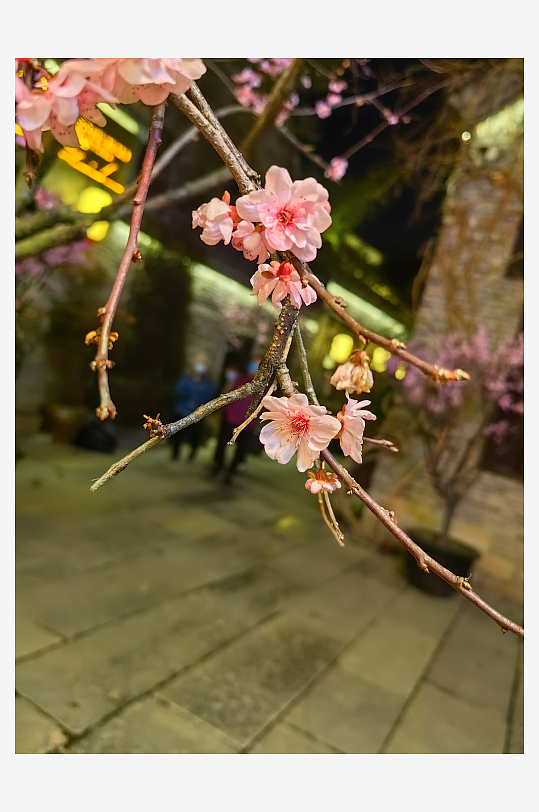 盛开的粉红色的梅花摄影图