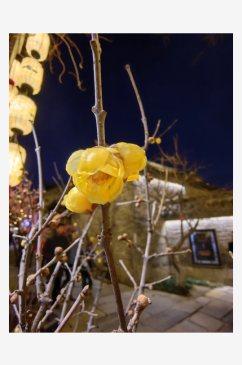 寒冬里盛开的腊梅花摄影图