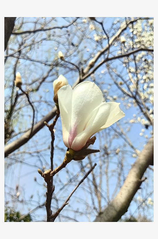 盛开的洁白的玉兰花摄影图