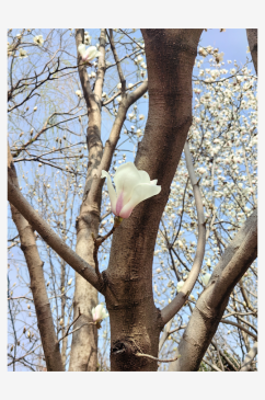 盛开的洁白的玉兰花摄影图