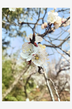 春天里盛开的白色杏花摄影图