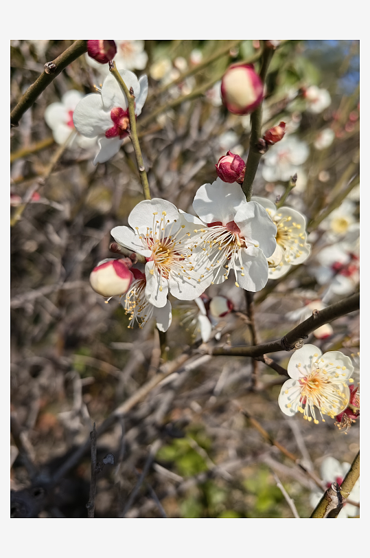 寒冬里盛开的白色梅花摄影图