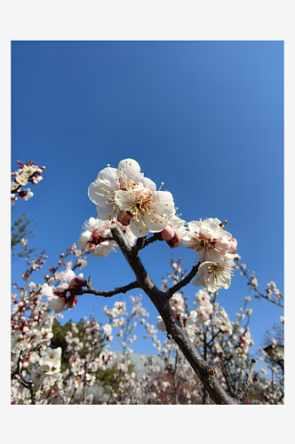 春天里盛开的白色杏花