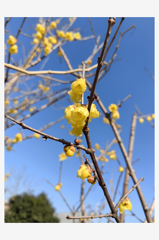 寒冬里盛开的腊梅花摄影图