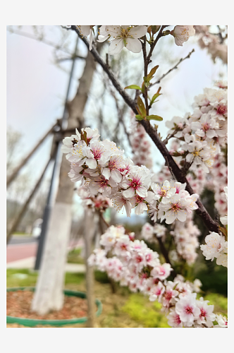 春天里盛开的粉色花卉摄影图